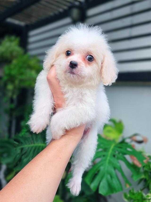Poodleทอยสายพันธุ์แท้หนุ่มหล่อสีขาวครีมพร้อมย้ายบ้าน