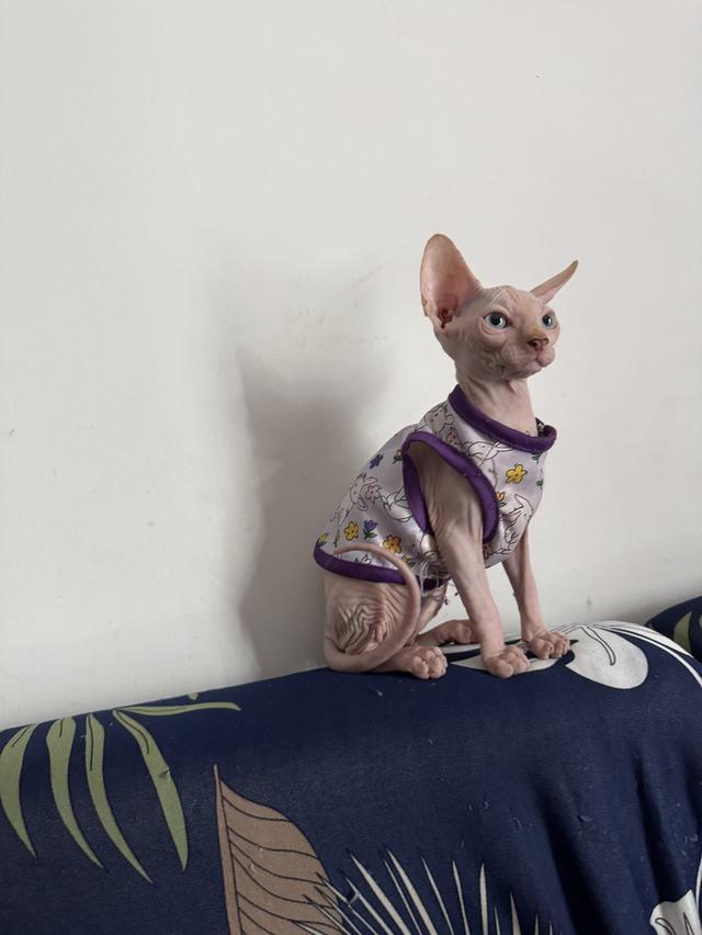 แมวสฟิงซ์ 6