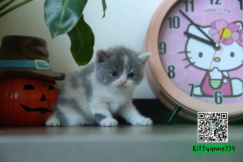 แมวหิมาลายันบริติชแท้