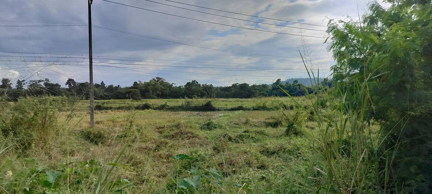 ที่ดินเชียงใหม่ ดอยสะเก็ด ติดถนนใหญ่ทำเลดี เจ้าของขายเอง 4
