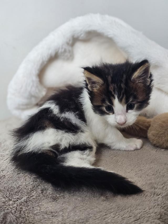 ลูกแมวเมนคูนแท้ เพศผู้ 6