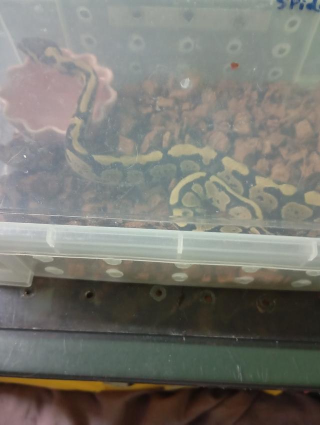 **.Normal H. Axanthic  เล็กจิ้มลิ้ม