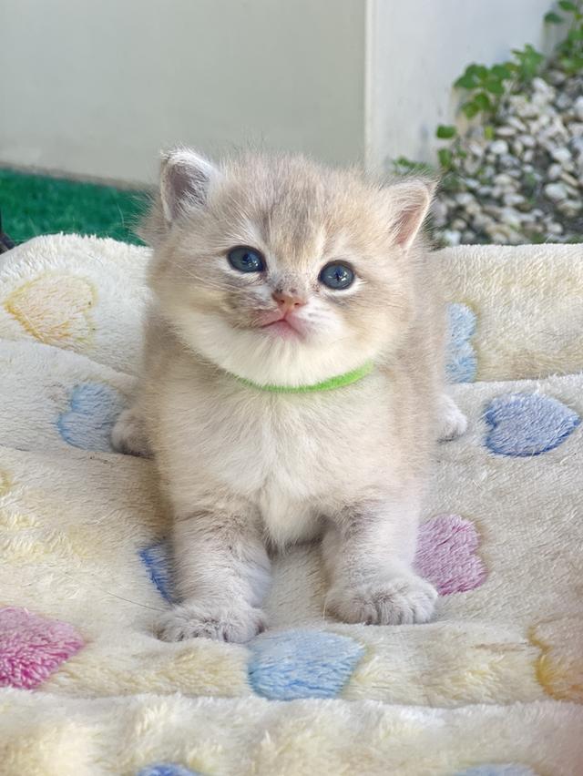 ดญ.บริติช AY.