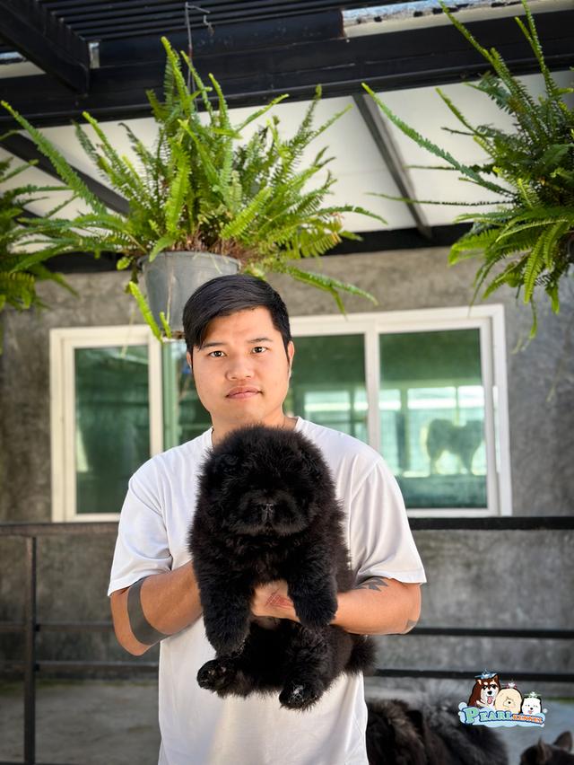 น้องเชาเชา สีดำ พ่อแม่นำเข้าจากต่างประเทศ