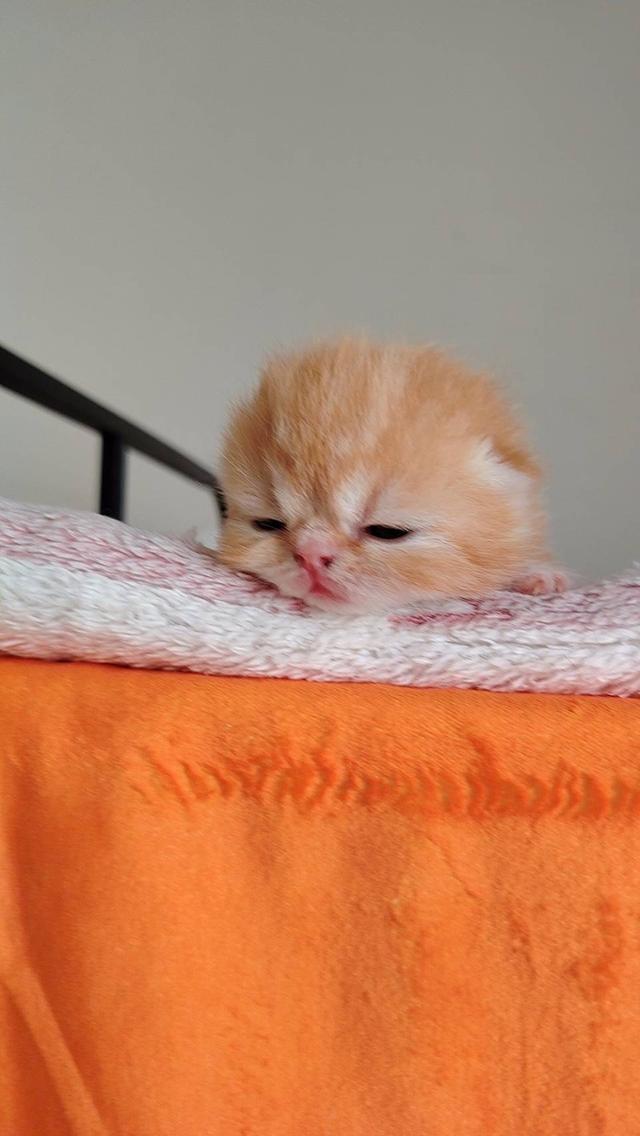 แมว EXO ติก   🔥🔥🏠🔥 แมวหน้าบี้ รูปที่ 10