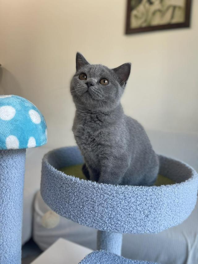 British Shorthair พร้อมใบ WCF ดช รูปที่ 3