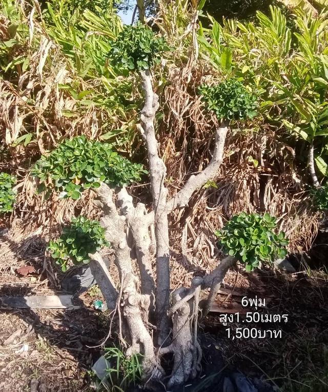 ไทรต่อยอดช้อนเงินช้อนทอง รูปที่ 9