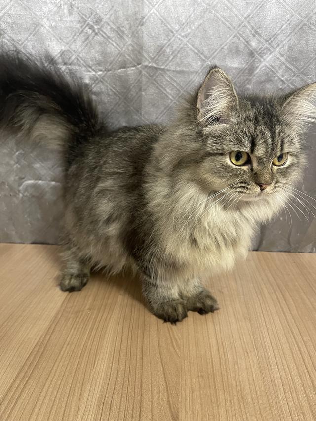 น้องแมวพันธุ์ หิมาลายันผสมชินชิล่า เพศชาย พร้อมฉีดยา