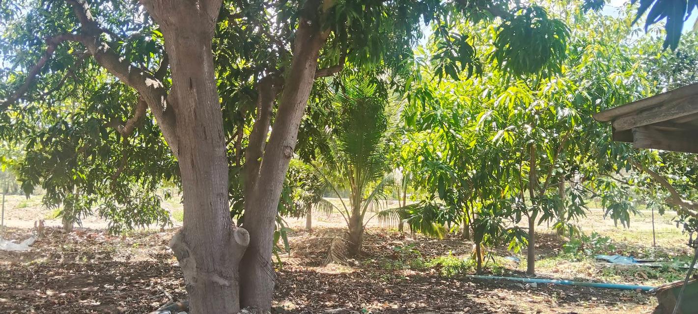 ขายบ้านและที่ดินพร้อมเข้าอยู่ 5