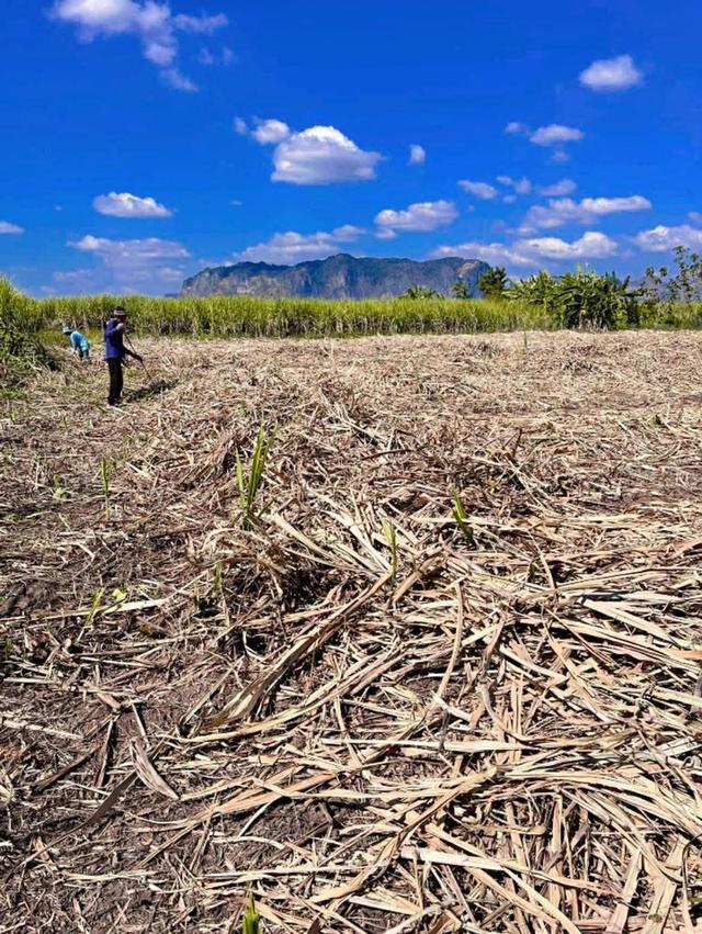 ขายที่ดิน แบ่ง 1 แปลง เจ้าของขายเอง ภูผาม่าน ขอนแก่น 1