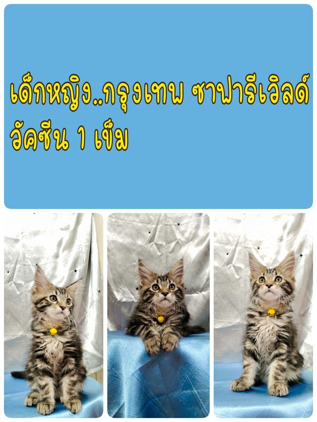 ลูกแมวเมนคูน แท้ อายุ 3 เดือน