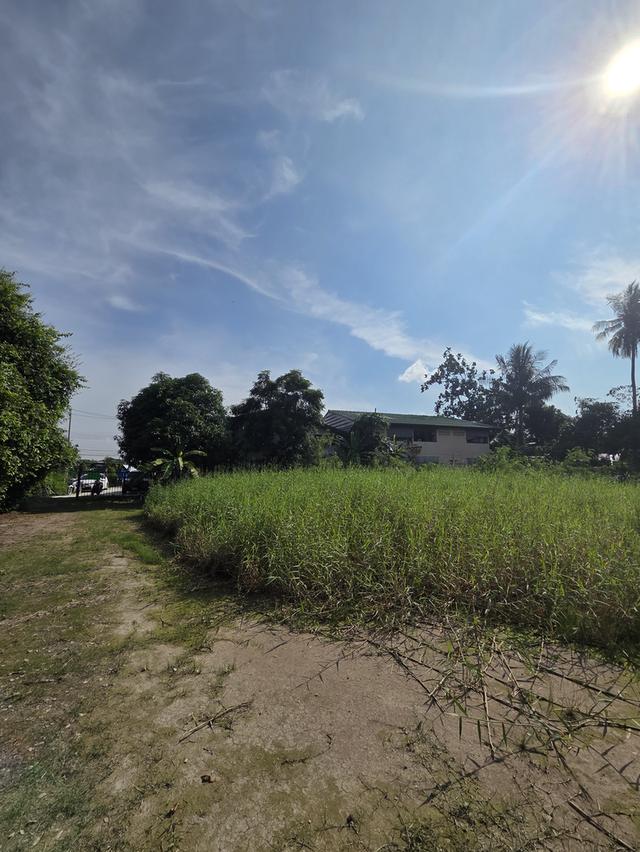 ขายที่ดิน วัดชลอ บางกรวย 4