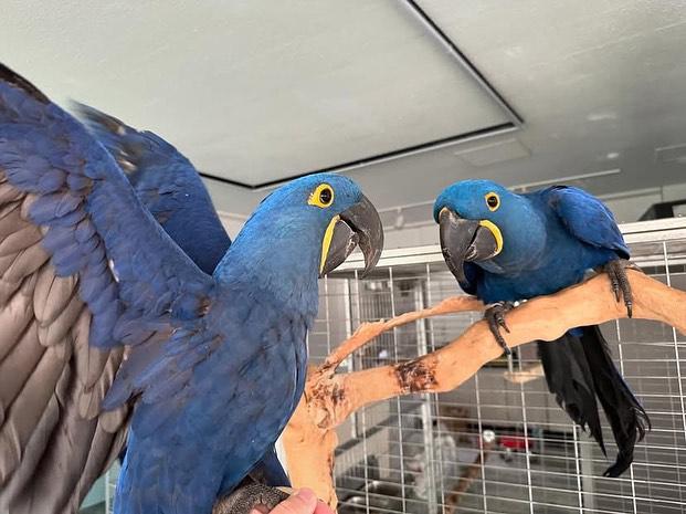 Hyacinth Parrots for sale รูปที่ 2