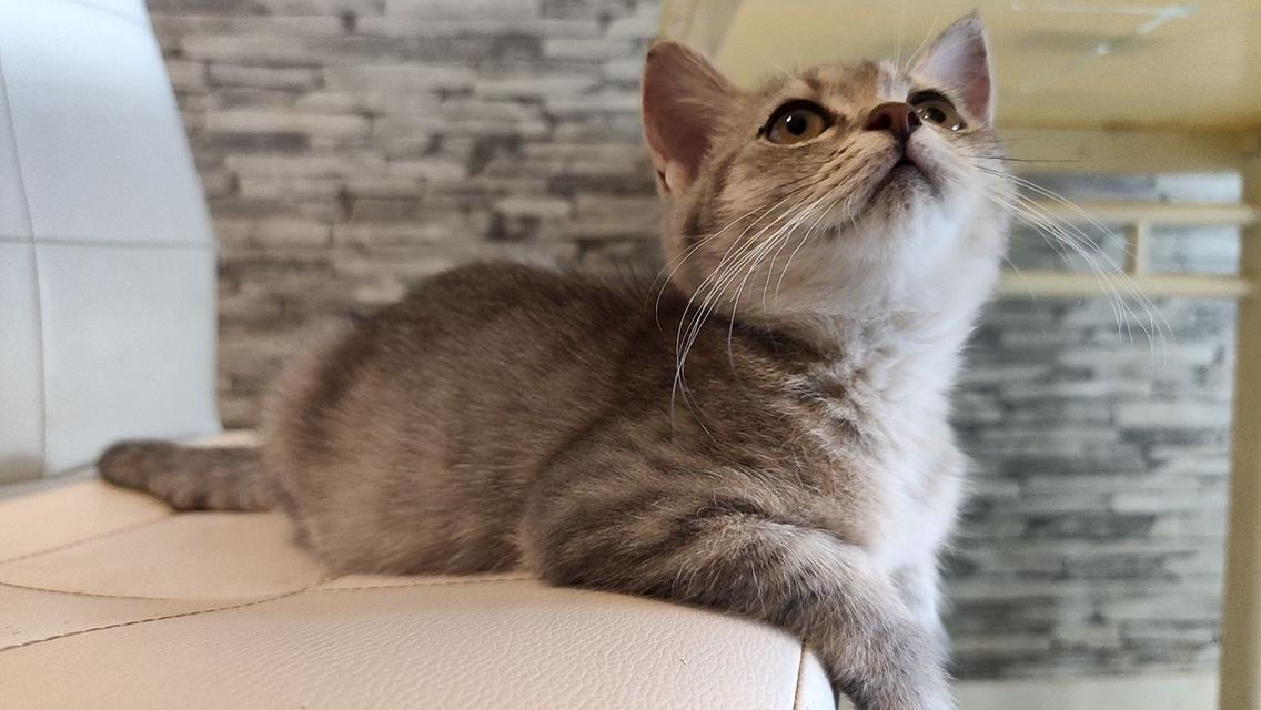 ลูกแมวสก็อตติสโฟลด์แท้ 7