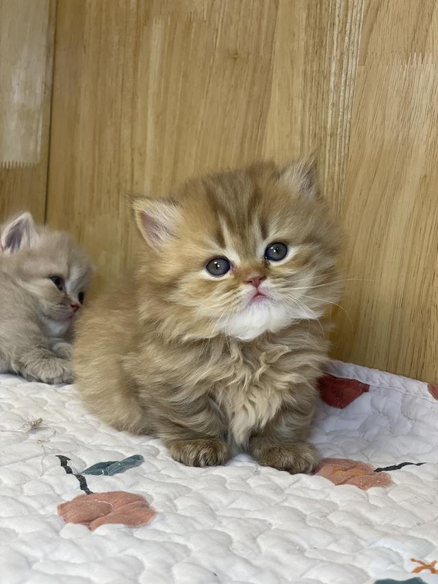 แมวมันช์กิ้น ขาสั้น เพศหญิง รูปที่ 12