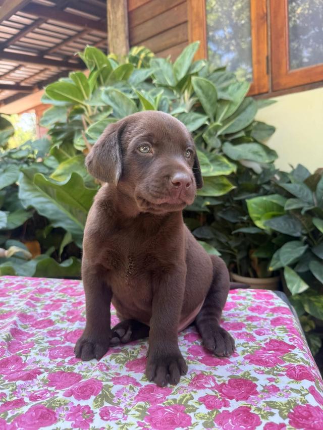 สุนัขลาบราดอร์ รีทรีฟเวอร์ รูปที่ 6