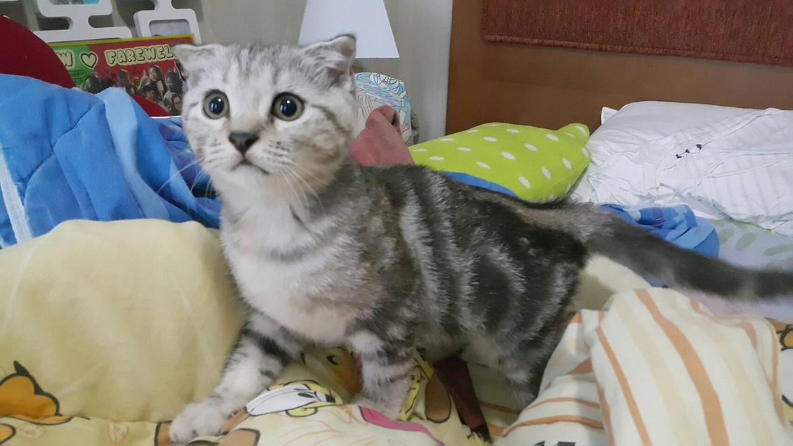 แมวสก๊อตติช-โฟลด์แสนน่ารัก