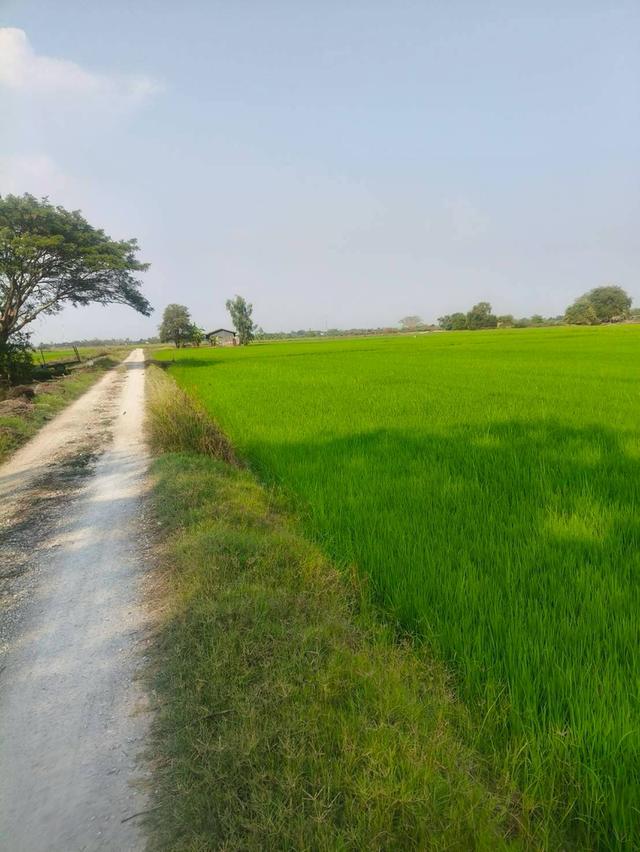 ขายที่เปล่า (ที่นา) จ. สุพรรณบุรี 7