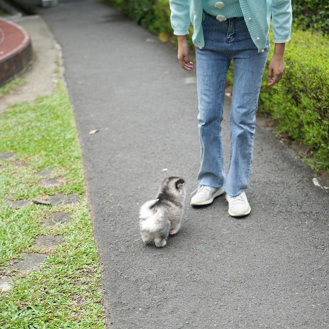 Pomsky Puppies | WhatsApp me : +66 63 826 3042 รูปที่ 4