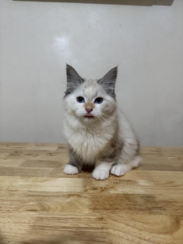 ลูกแมวไซบีเรียน (Siberian Cat) มีใบเพ็ท WCF รูปย่อยที่ 2