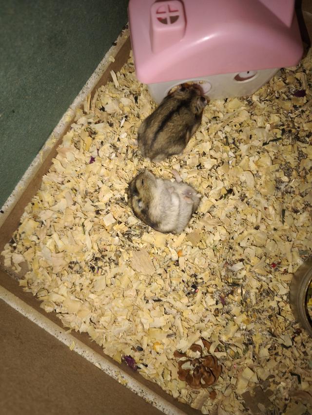 หนูแฮมสเตอร์ วินเทอร์ไวท์ (Winter White) 3