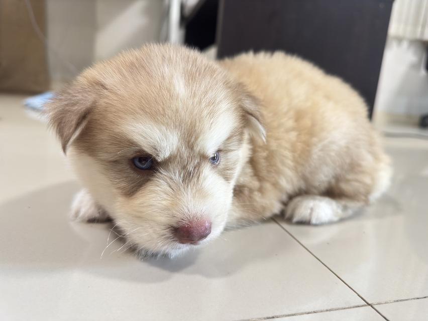 สุนัขไซบีเรีย พร้อมย้ายบ้าน รูปที่ 1