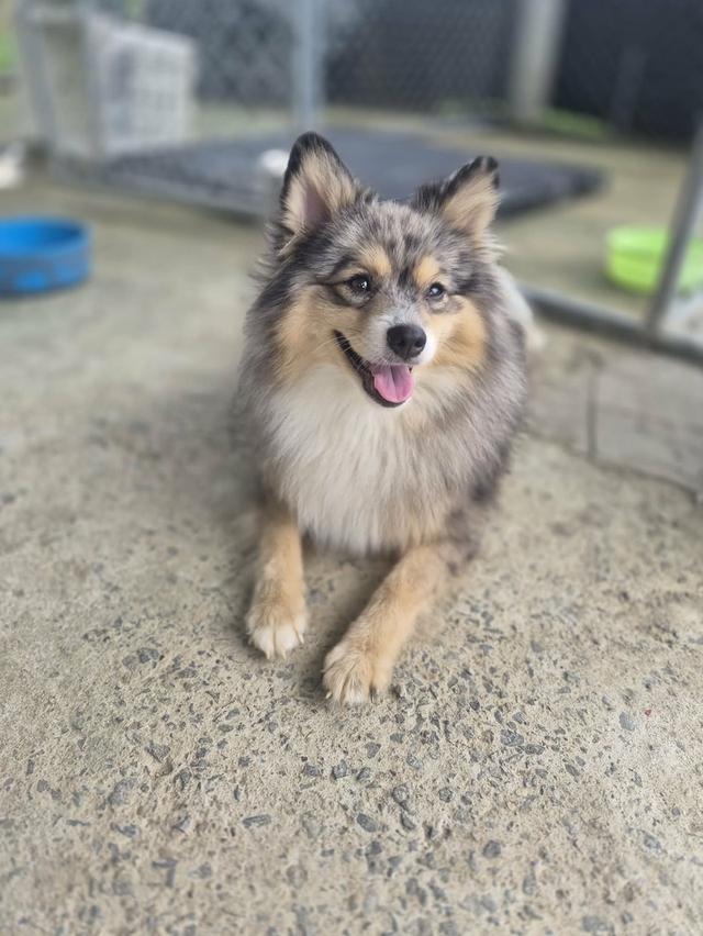 เปิดแบ่งแม่พันธุ์ปอม Blue Merle อายุปีกว่า #ผสมแล้วรอลุ้นท้อง พ่อพันธุ์สวย รูปย่อยที่ 2