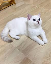 แมวอเมริกันช็อตแฮร์สีขาว 1