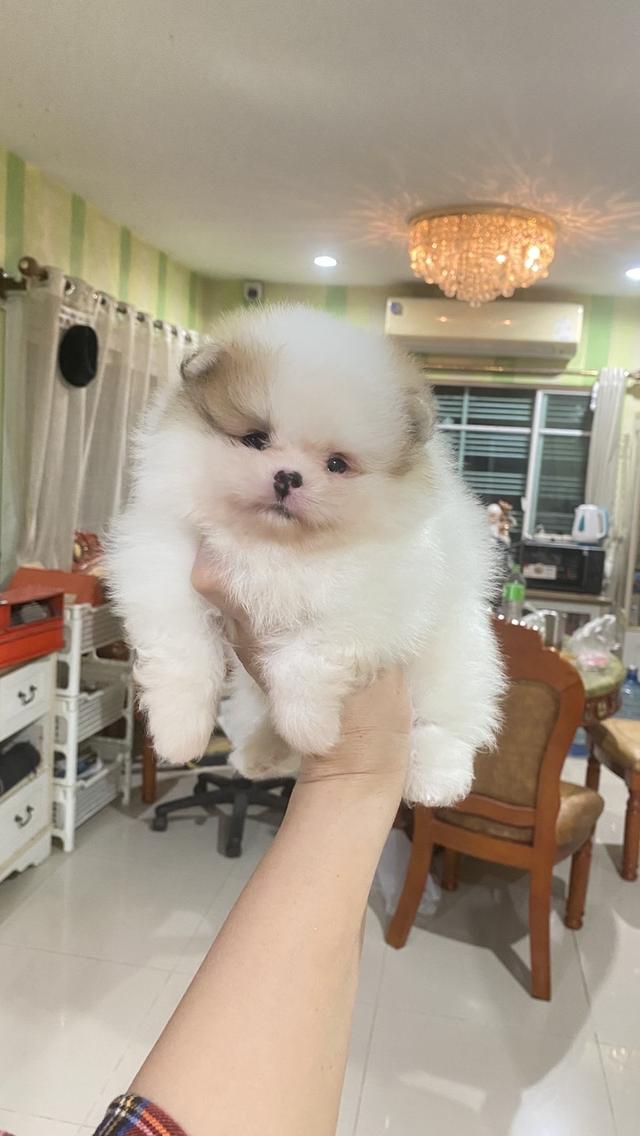 ลูกปอมแท้ อายุ50วัน อ้วนกลมฟู หมีๆ สีสวย ทรงสวย พร้อมย้ายบ้าน รูปที่ 6