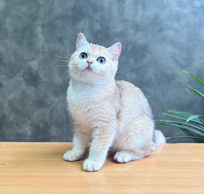 British Shorthair (ผู้หญิง) 2