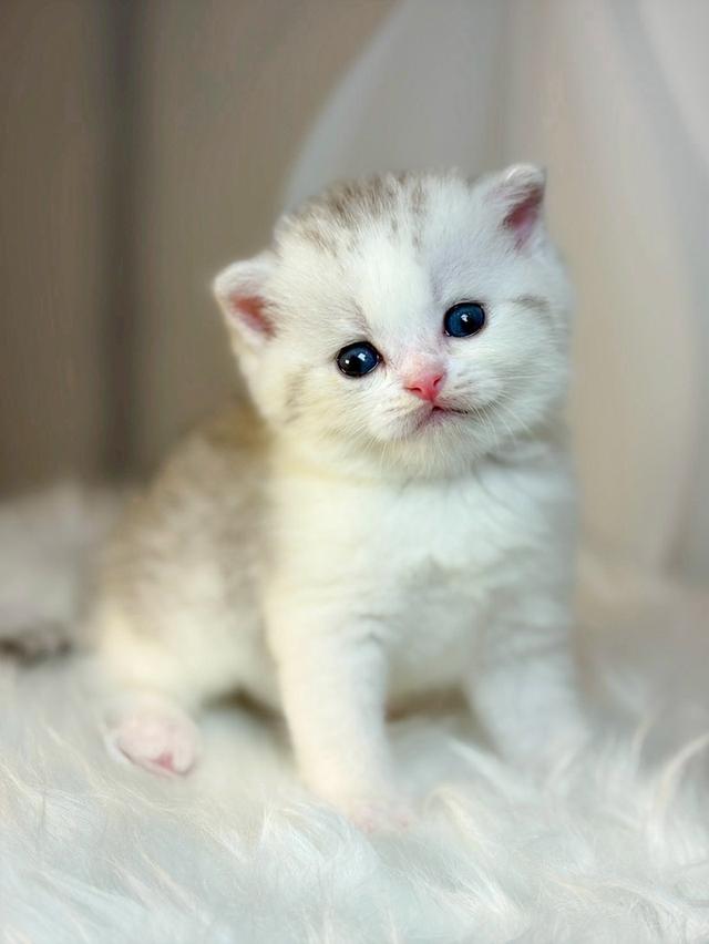 แมวสก็อตติช ขี้อ้อน น่ารัก รูปที่ 2