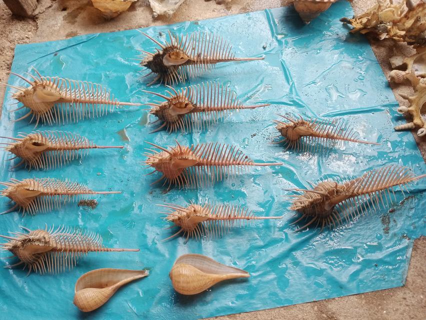 เปลือกหอยสะสม สวยงาม