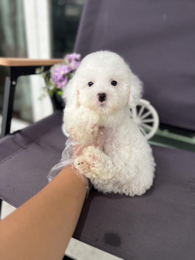 พุดเดิ้ลทอย