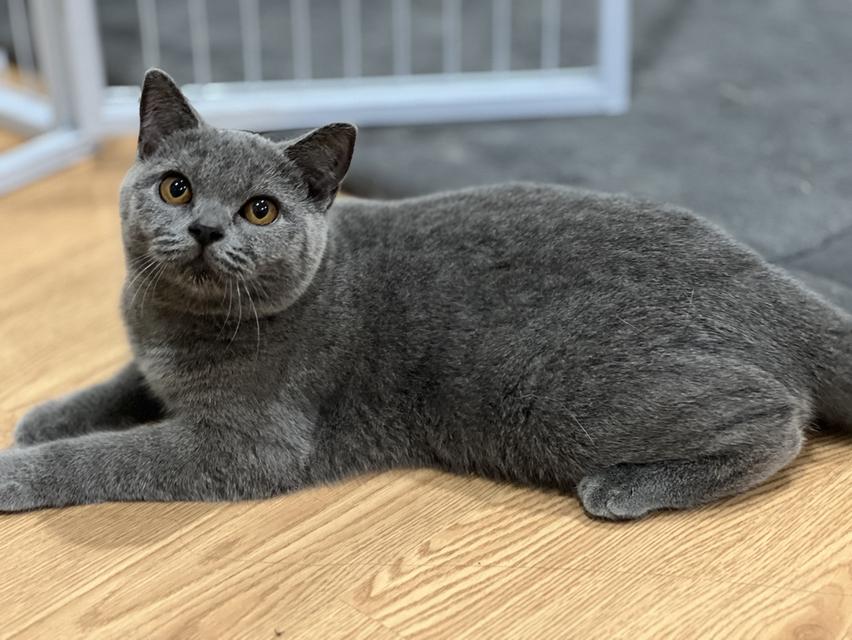 สาวน้อยบริติชสีบลูแท้ 100% รูปที่ 5