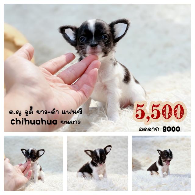 ชิวาวาแท้ขนยาว ไซส์เล็ก เพศเมีย รูปที่ 7