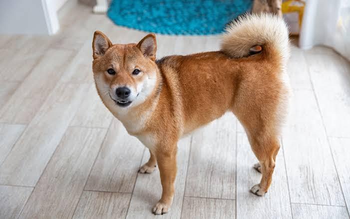 Shiba Inu Red 3