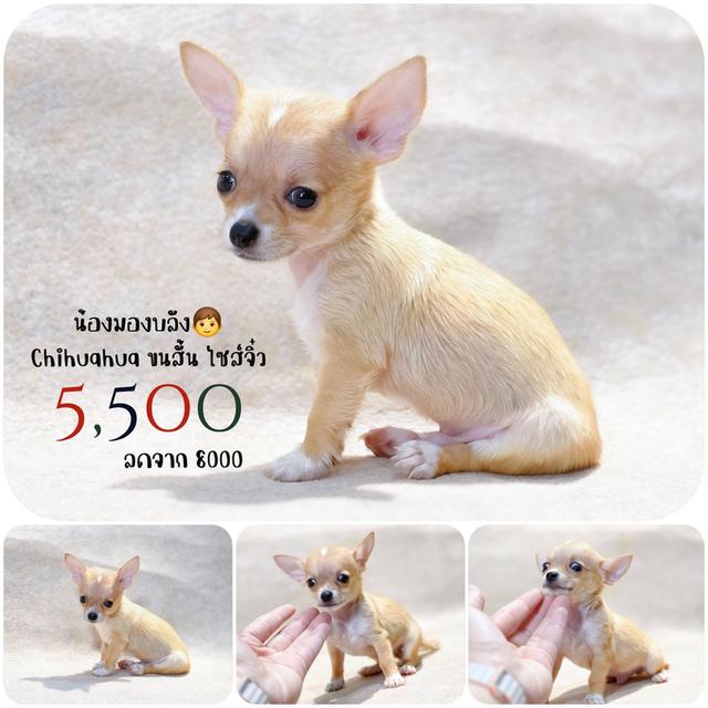 ชิวาวาแท้ ขนสั้น เพศชาย