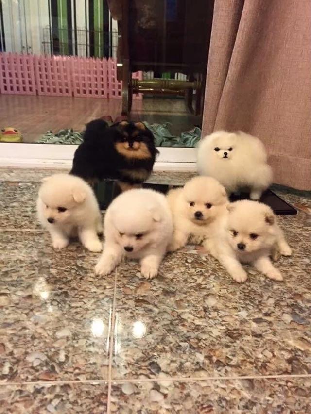 ลูกปอมแท้ มีบริการจัดส่งทั่วประเทศ รูปที่ 17