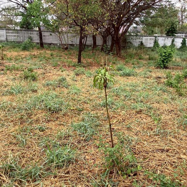 ขายที่ดินในขอนแก่น แถวโนนตุ่น เมืองเก่า ขอนแก่น 3