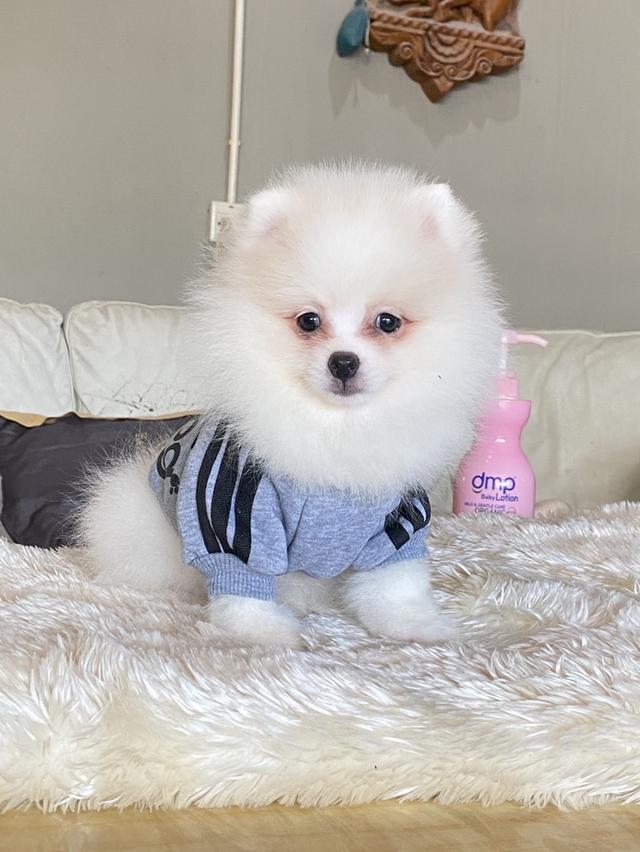 จำหน่ายลูกสุขันปอมเมอรเรเนียนแท้ ส่งฟรี มีประกันสุขภาพ 6