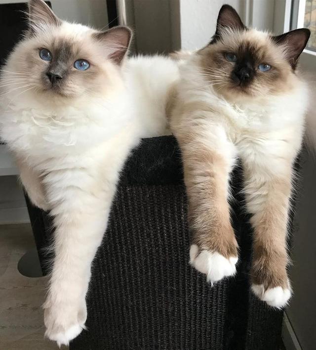 แมวแฝดบาลีนีส