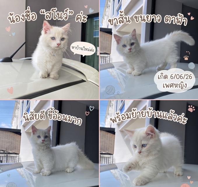 แมวมันช์กิ้นขาสั้น เพศเมีย นิสัยดีติดคน ไม่ดื้นิ้อนมากไม่กลัวคนพร้อมย้าย กทม แวะมาจกพุงได้ค่ะ