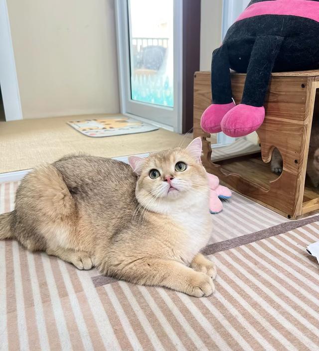 ดช..บริติช 1 ขวบ 5 เดือน