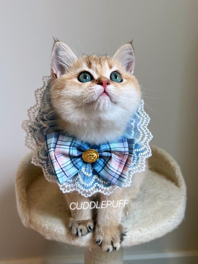 แมว British Shorthair รูปย่อยที่ 2