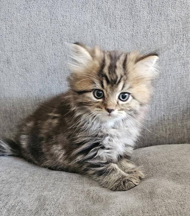 สก็อตติชโฟลด์ นกฮูกน้อย 9