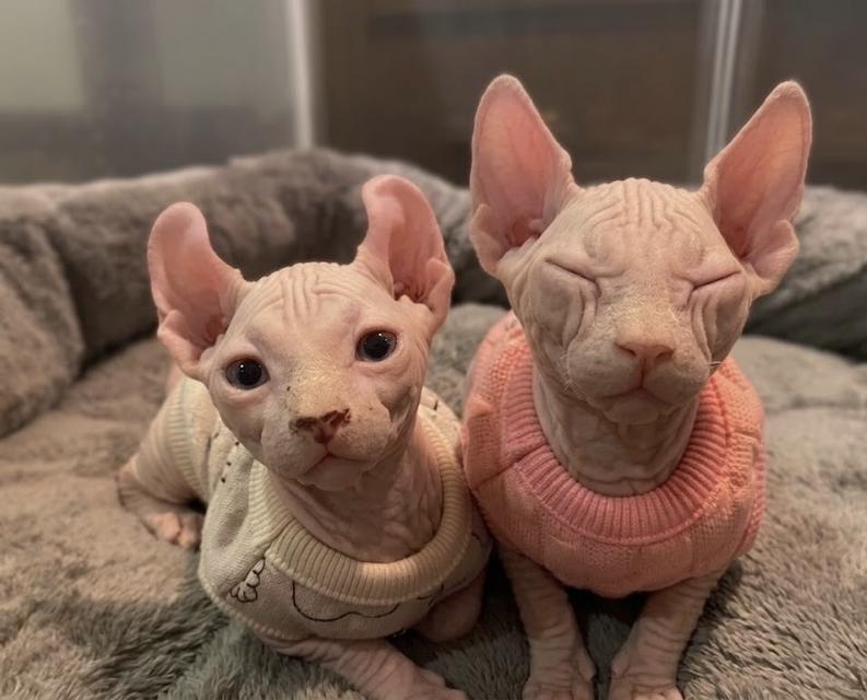 ลูกแมวสฟิงส์ เพศชายขายาว