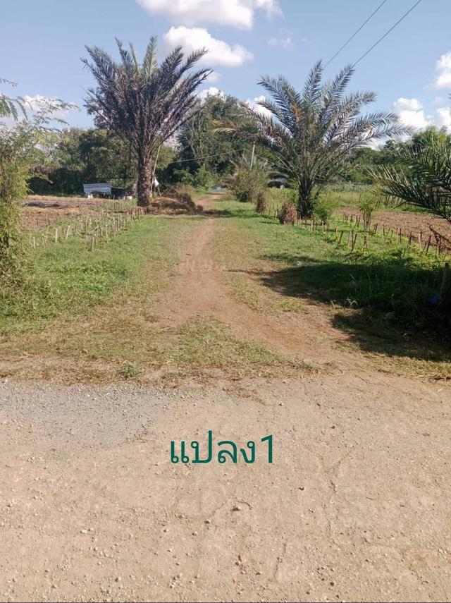 ที่ดินเจ้าของขายเอง ทั้ง3แปลง ครุฑแดง ใกล้โรงพยาบาล สถานศึกษา อำเภอ ที่ดิน สถานนีตำรวจ สามารถคุยโดยตรงกับเจ้าของที่ได้เลย ที่อยู่ จ.ลำแาง 2