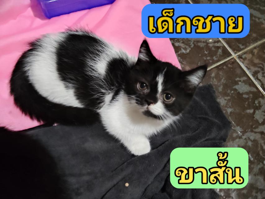 เด็กชาย มันช์กิ้น ลานนมวัว อายุ2เดือน