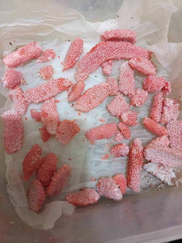 จำหน่ายหอยเชอรี่สีทองไข่