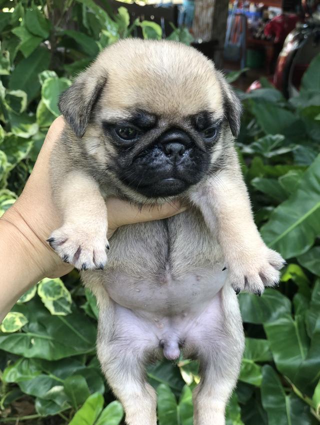 ปั๊กหน้าย่น 4